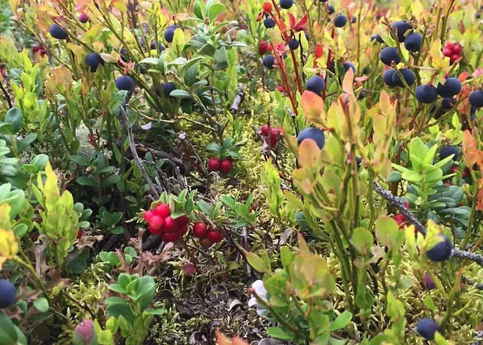 Sandviken Semesterpark Austbygdi